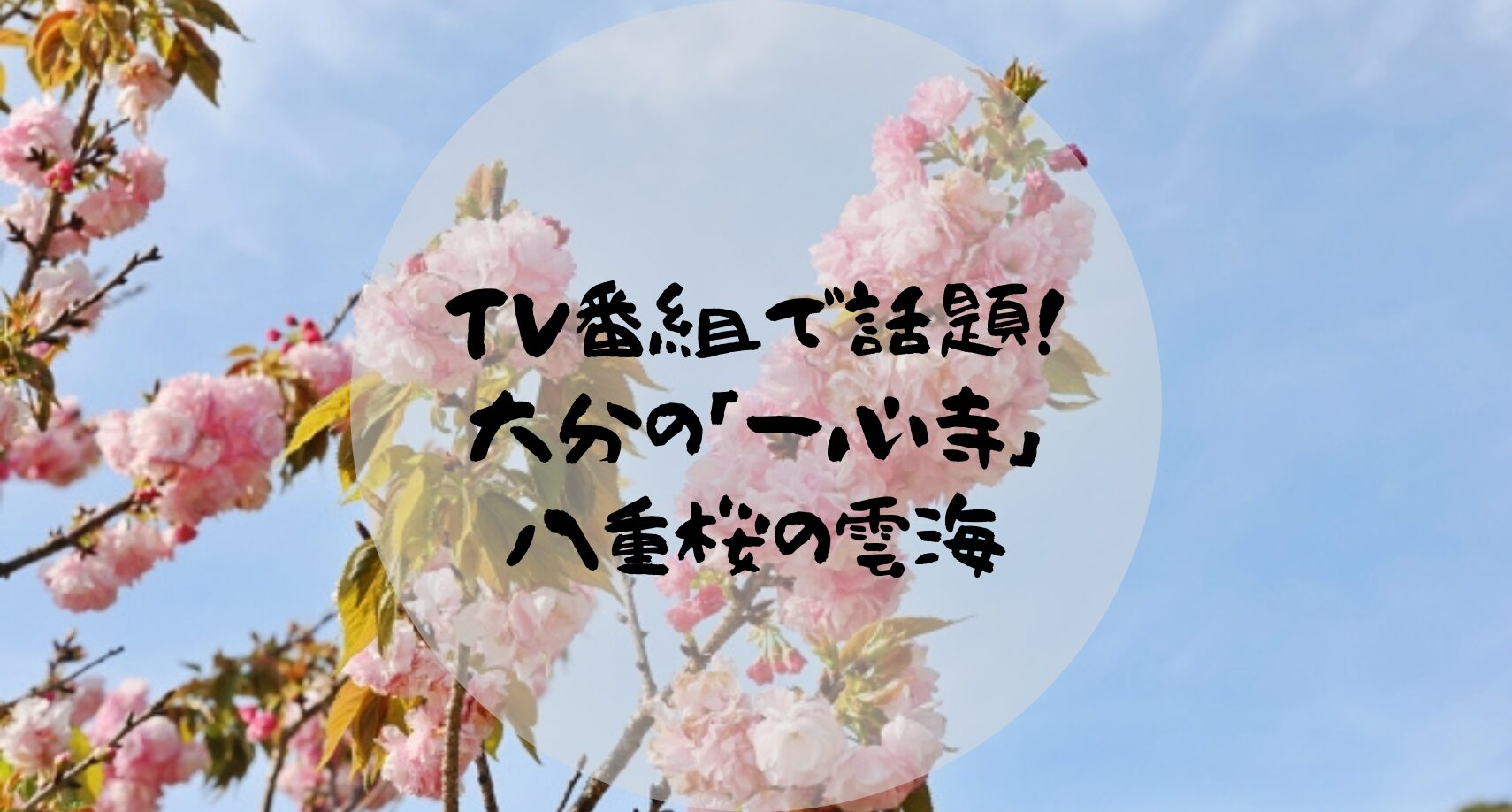 TV番組で話題！ 大分の「一心寺」 八重桜の雲海