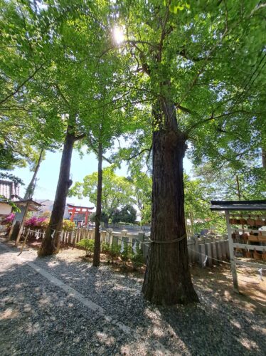 玉前神社_いちょう