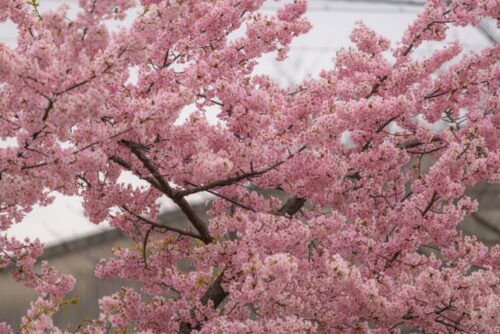 満開の桜